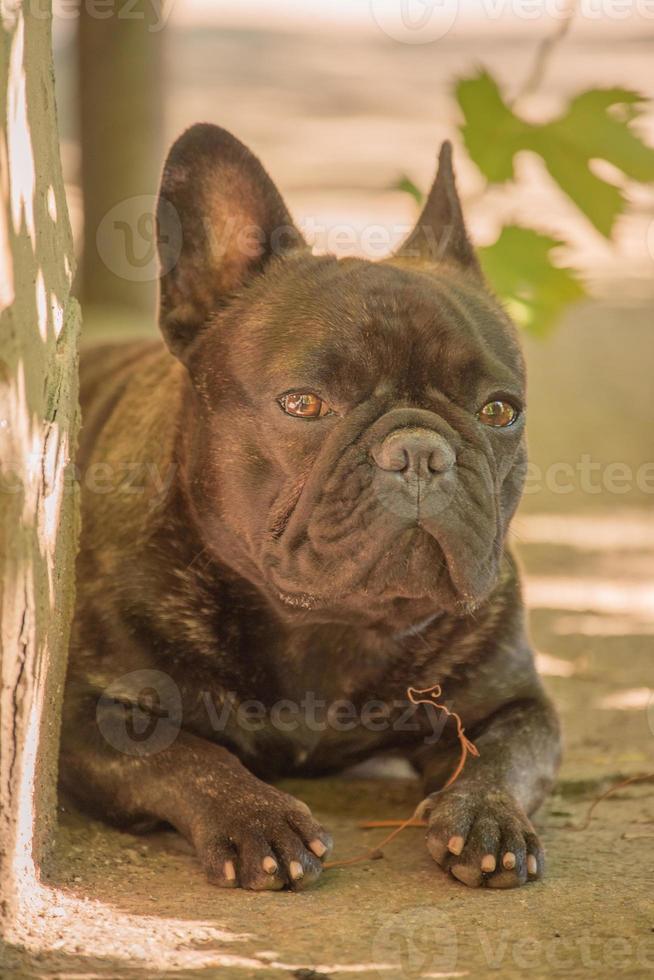 een smal focusgebied op de ogen. een jonge hond van het Franse bulldogras ligt op een zonnige dag. foto