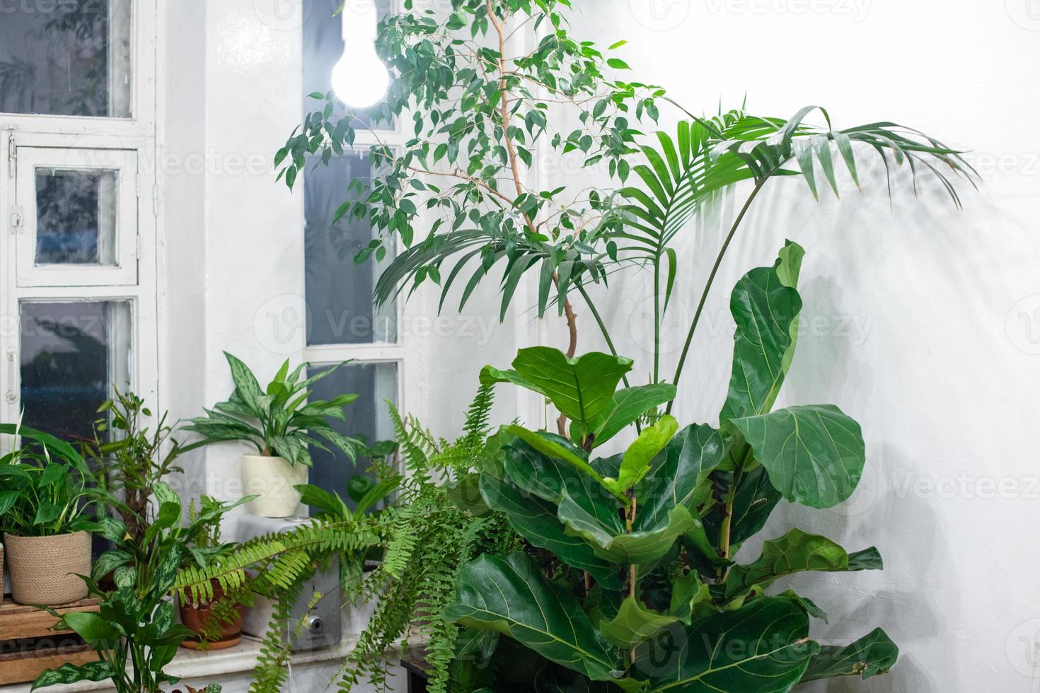 kamerplanten in een stijlvol interieur van een kamer thuis in potten. het concept van thuis tuinieren. gezellige inrichting voor een huis met een thuisjungle. groene tuin. foto