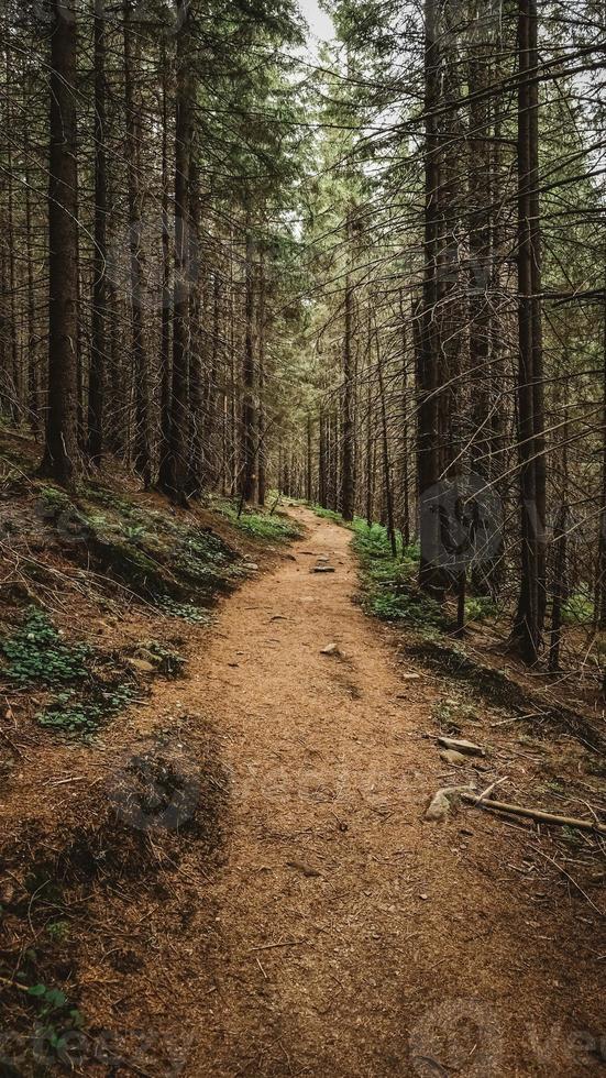 toeristisch bergpad in een dennenbos foto