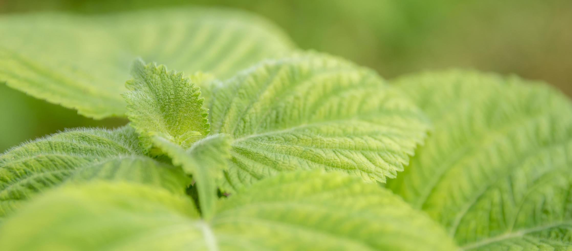 close-up van biologische groene blad perilla frutescens zaailingen in veld in de zomer. kruid groente planten groei in de tuin voor gezond voedsel gebruik. banner met achtergrond foto