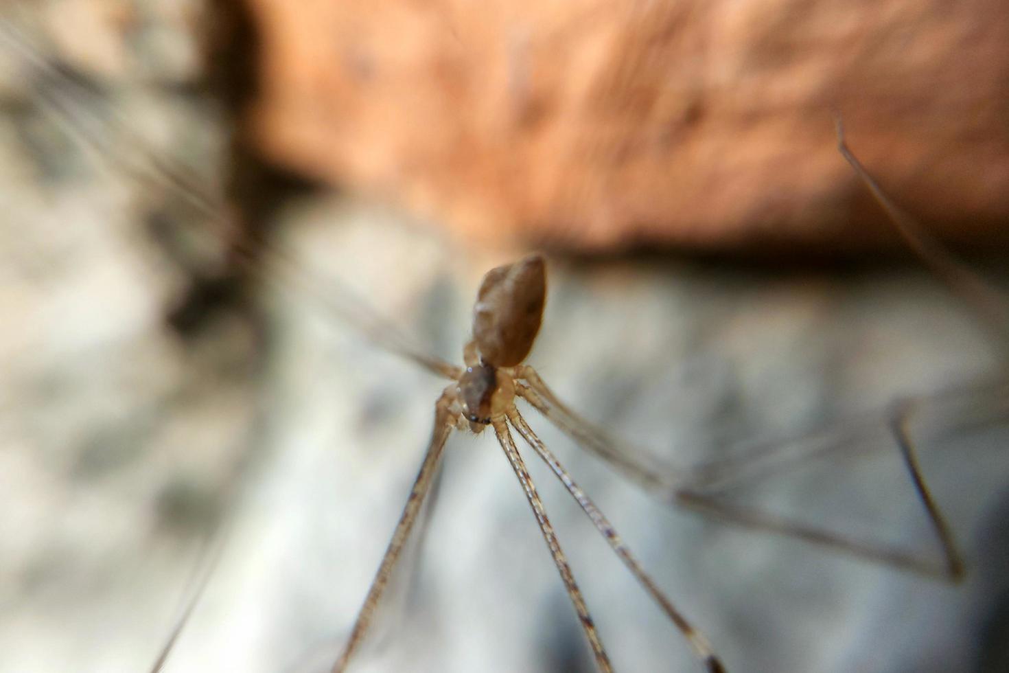 vleugelloos knokkel-knokkeldier dat kruipt en in een webval hangt foto