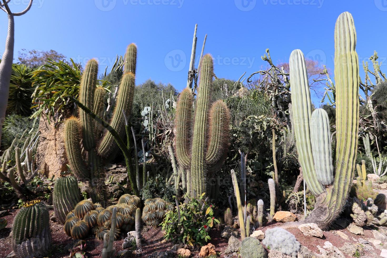 de cactus is groot en stekelig gekweekt in het stadspark. foto