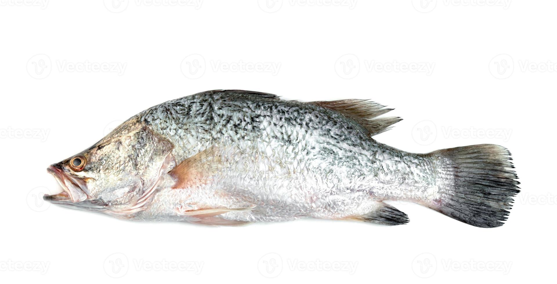 barramundi of zeebaars vis geïsoleerd op een witte achtergrond foto