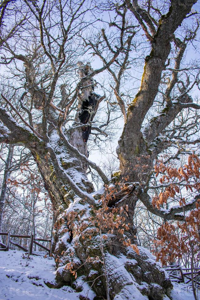 500 jaar oud eik in besneeuwd berg, quercus petraea foto