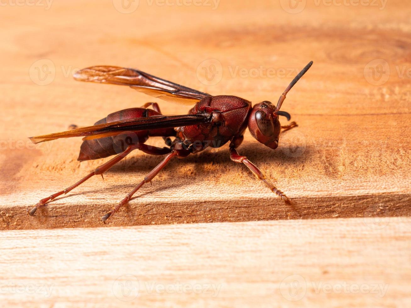 afbeelding van papier wesp ropalidia fasciata Aan een houten tafel foto