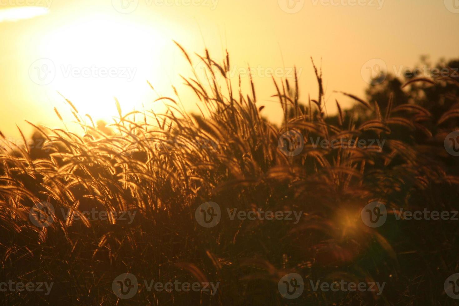 riet gras bloem in de zonsondergang foto