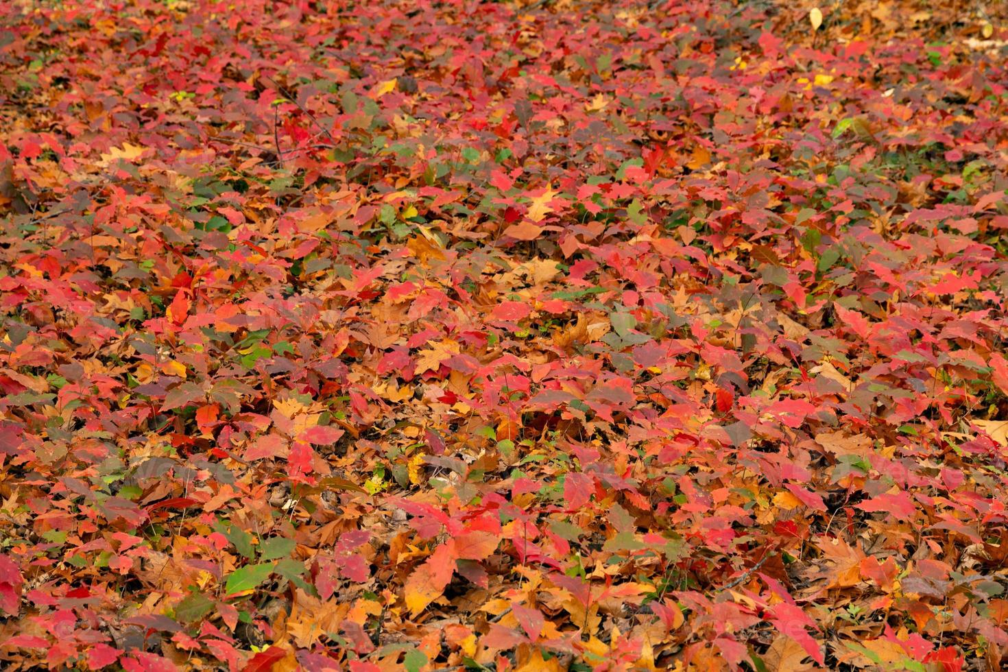noordelijk rood eik bladeren. herfst ecologisch tapijt. selectief focus. foto