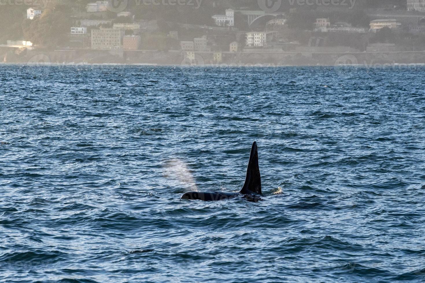 orka moordenaar walvis in middellandse Zee zee foto