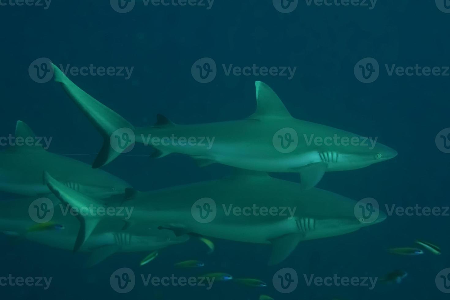 een haai kaken en oog dichtbij omhoog onderwater- op zoek Bij u klaar naar aanval foto