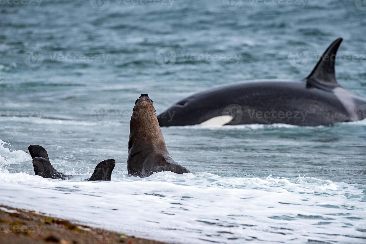 orka aanval een zegel Aan de strand foto