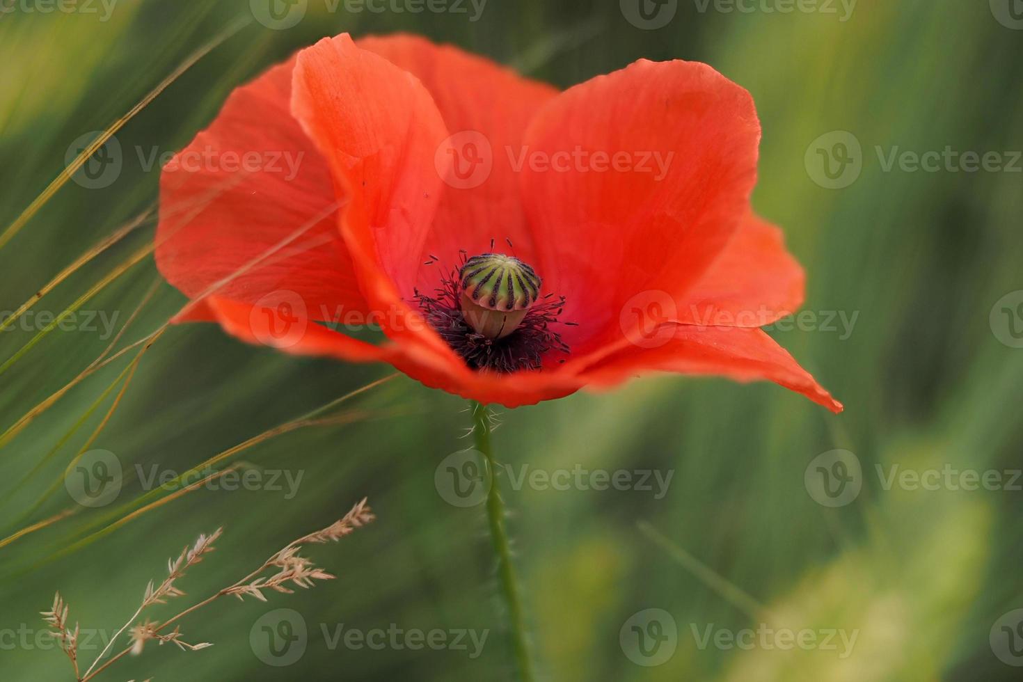 papaver bloemen veld- verhuisd door wind foto