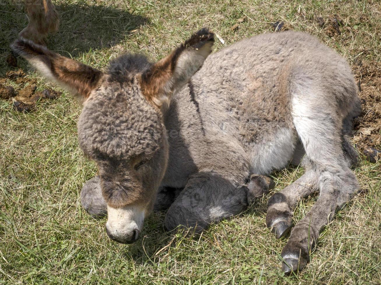 pasgeboren baby ezel portret terwijl resting foto