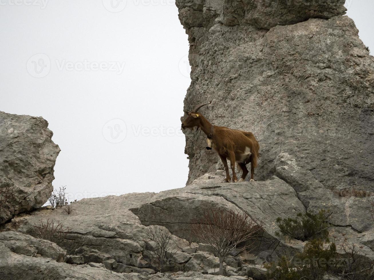 berg geit Aan rotsen in Sardinië foto