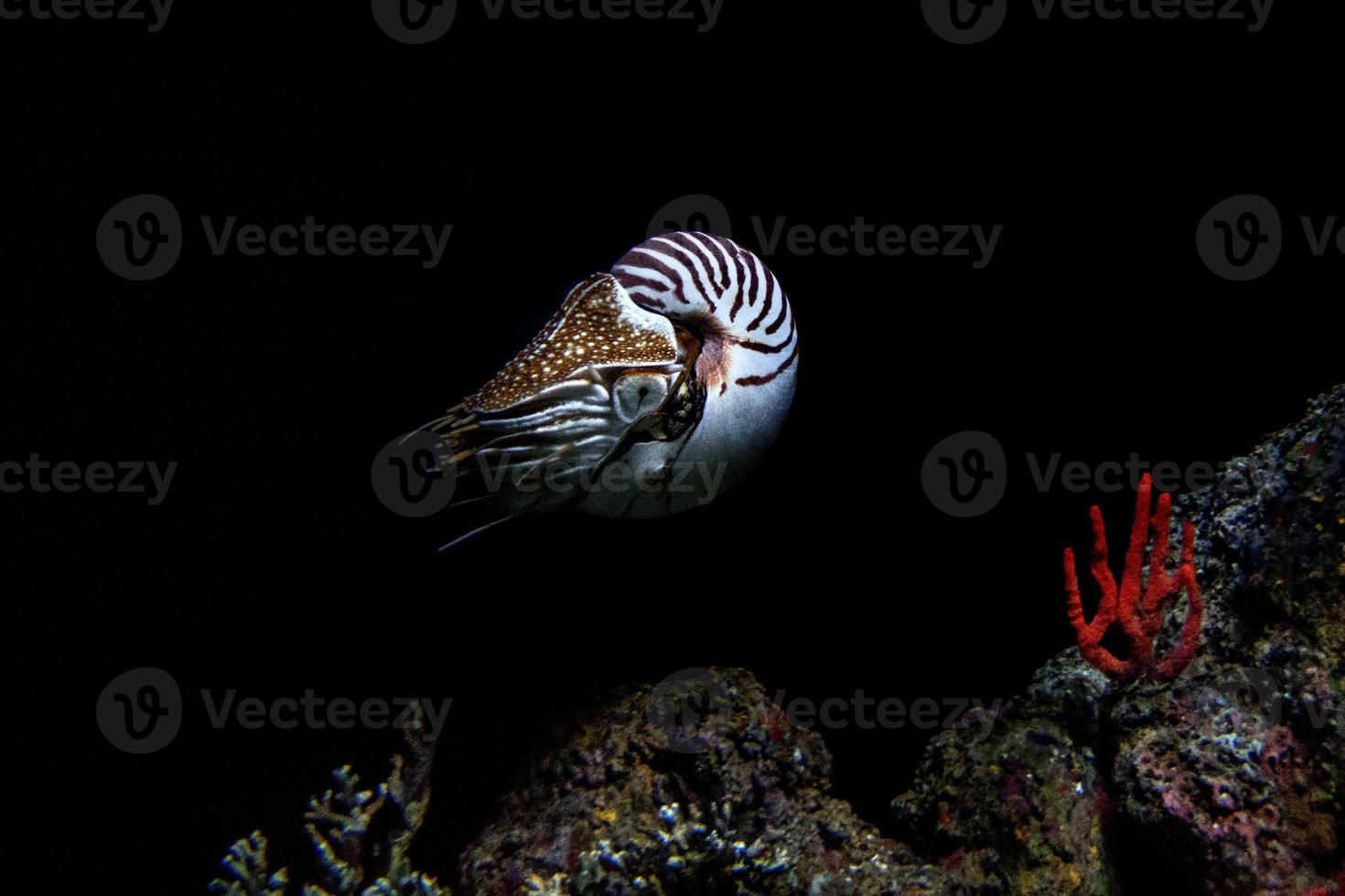 nautilus onderwater- Aan zwart achtergrond dichtbij omhoog foto