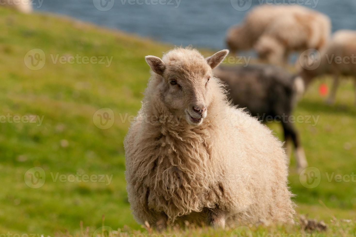 schapen Aan de faer oer mykines kliffen foto