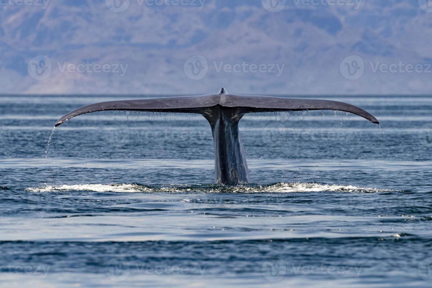 blauw walvis staart de grootste dier in de wereld Bij zonsondergang in baja Californië sur Mexico foto