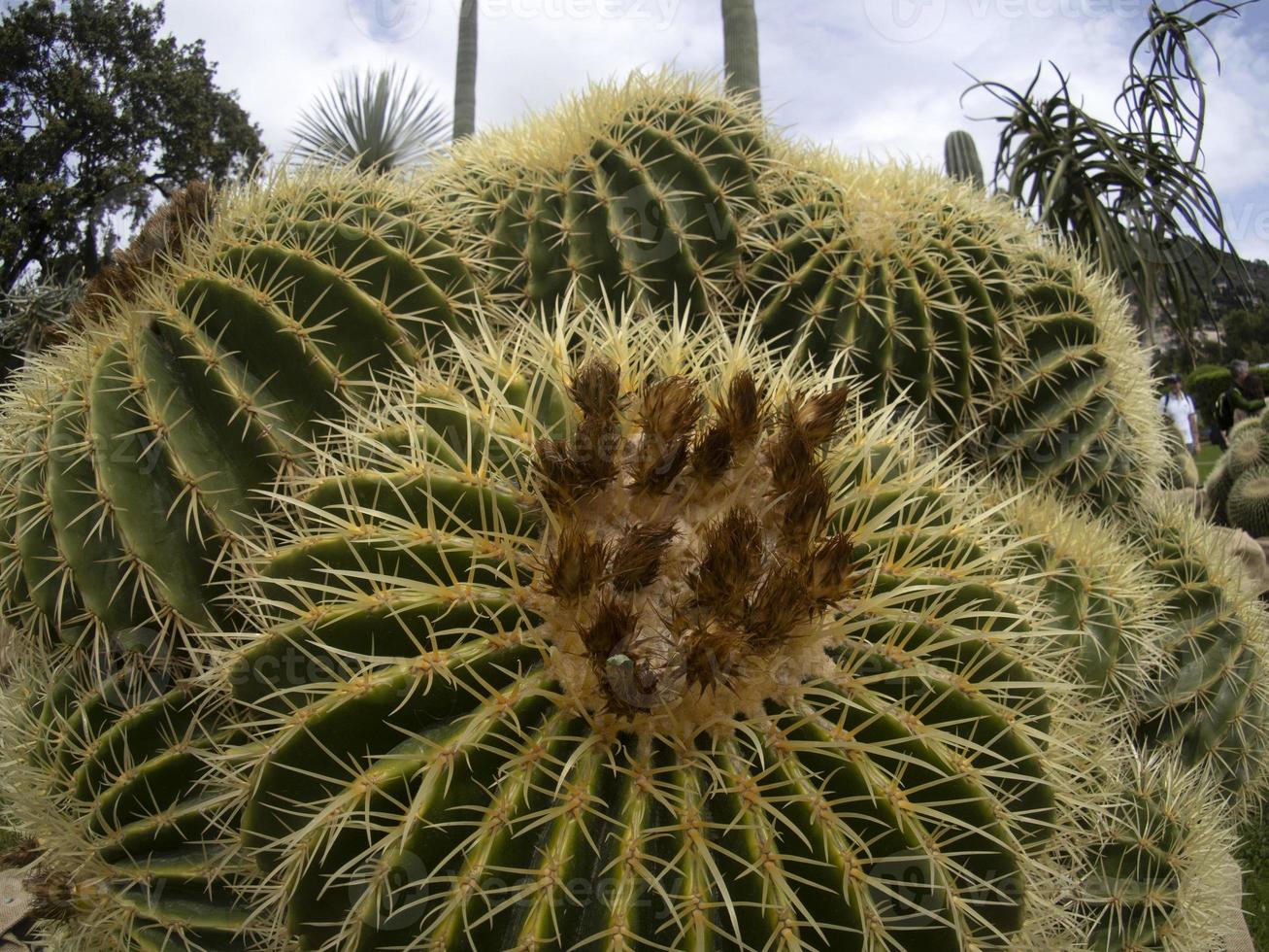 cactus dichtbij omhoog detail foto