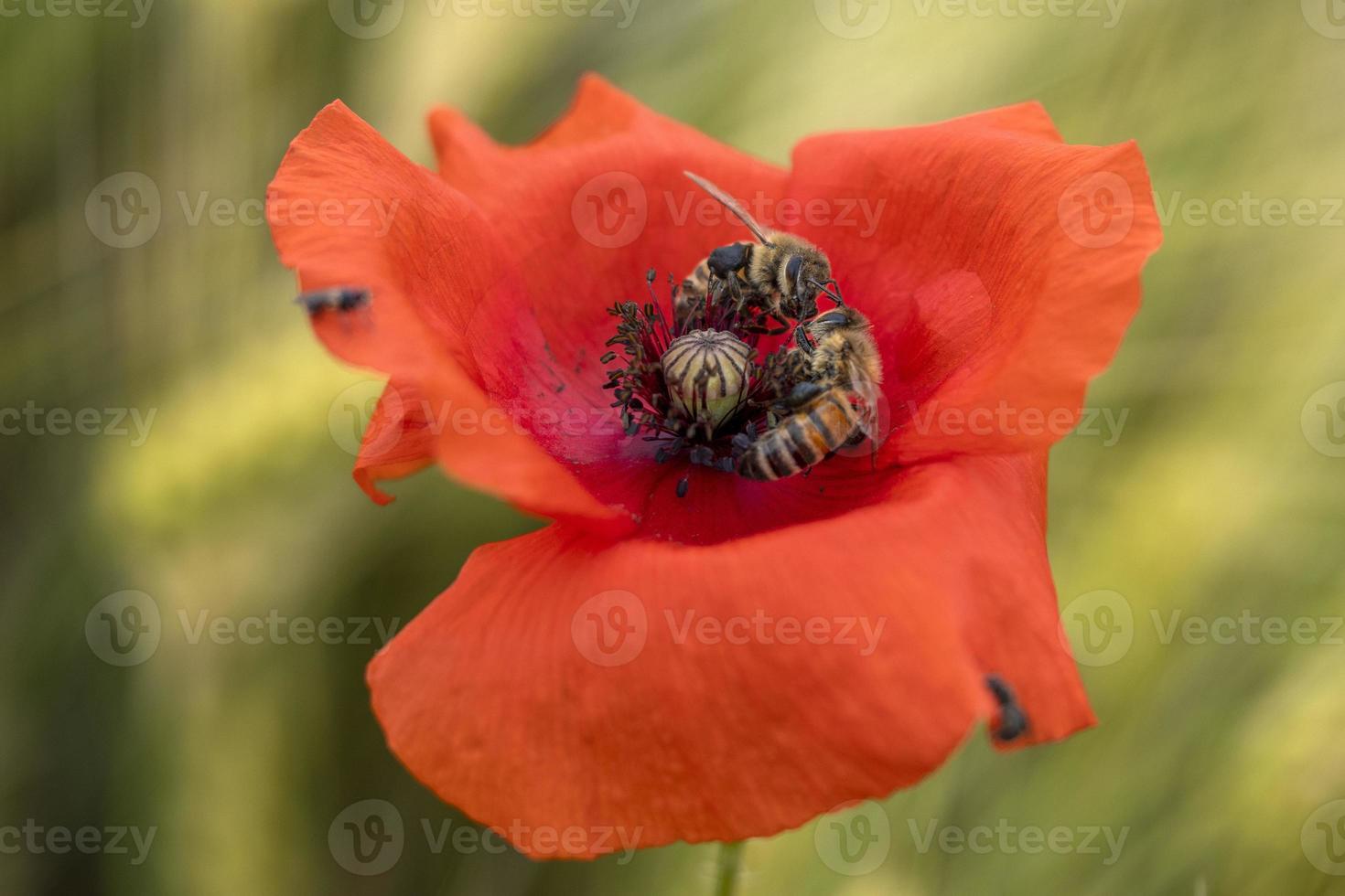 bijen vechten binnen papaver bloemen veld- verhuisd door wind foto