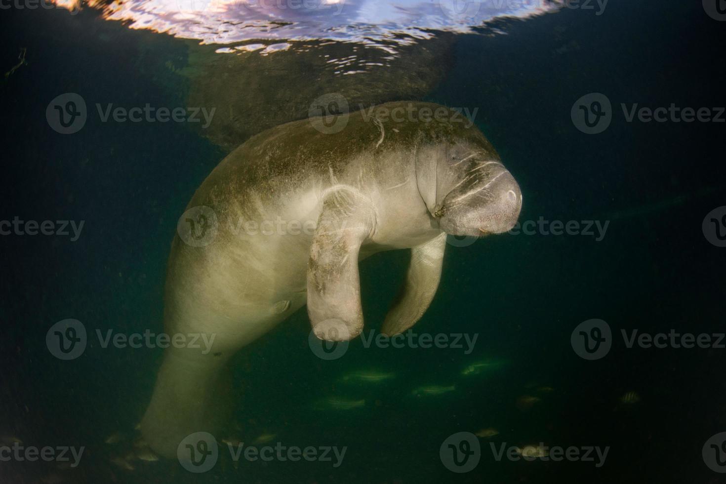 Florida lamantijn dichtbij omhoog portret foto