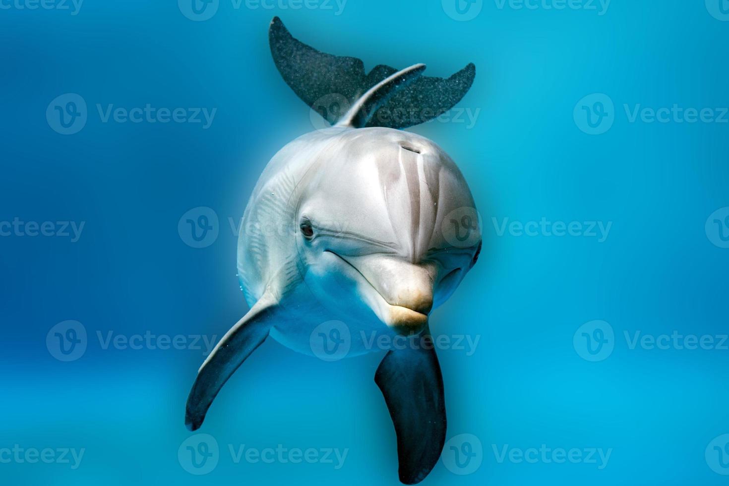 dolfijn dichtbij omhoog portret detail terwijl op zoek Bij u foto