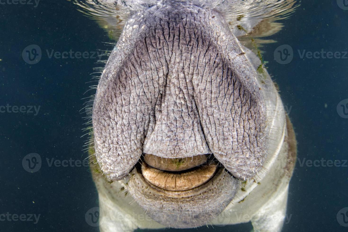 Florida lamantijn dichtbij omhoog portret naderen snorkelaar foto