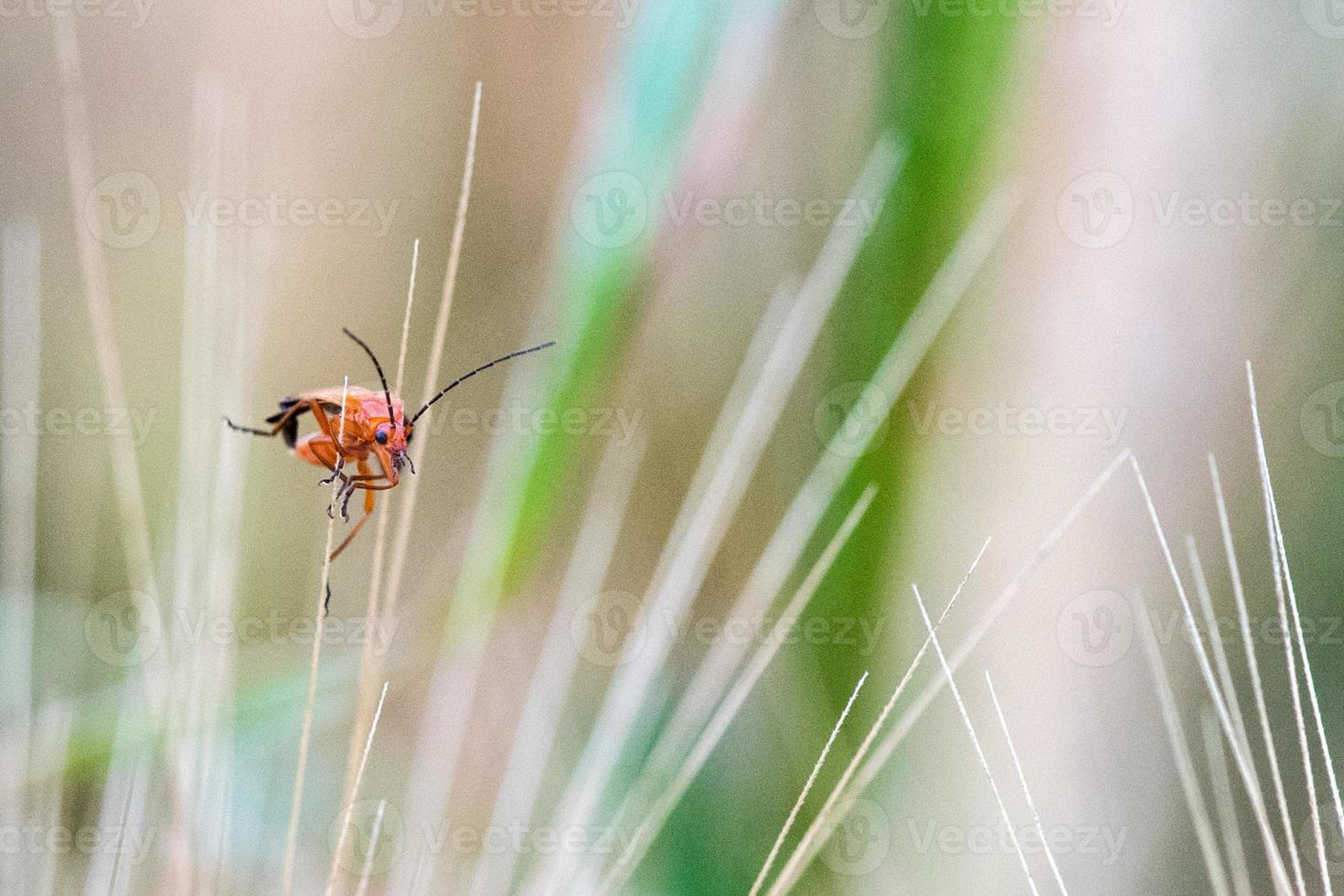 rood en groen krekel Aan een tarwe piek foto