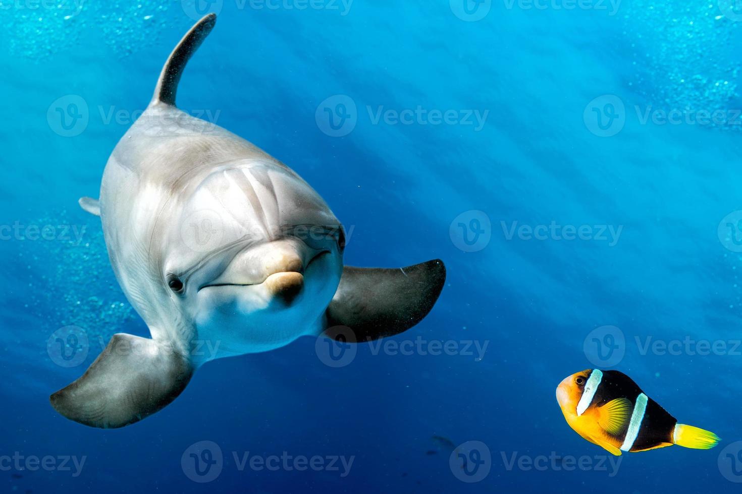 dolfijn onderwater- Aan blauw met clown vis nemo foto