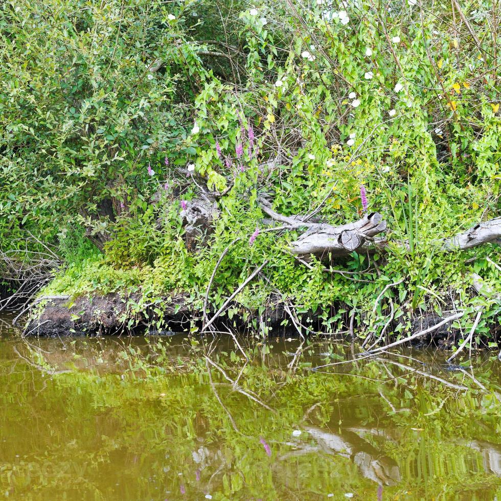 groen kust van briere moeras, Frankrijk foto