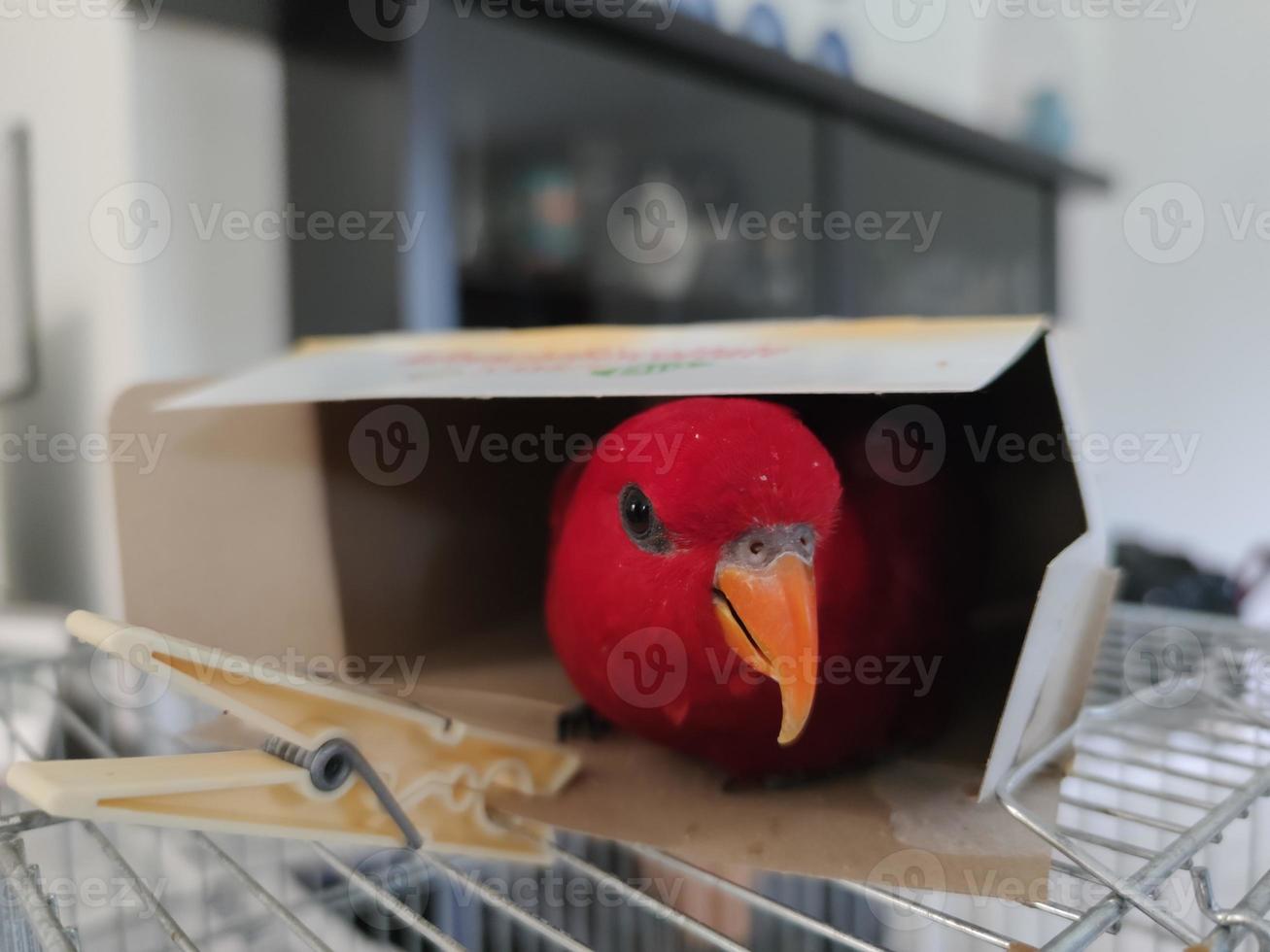 papegaai binnen karton doos op zoek Bij uou foto