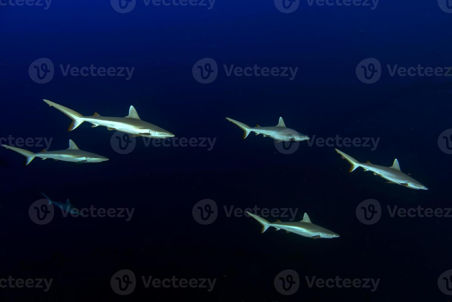 jong pasgeboren grijs haai klaar naar aanval onderwater- in de blauw foto