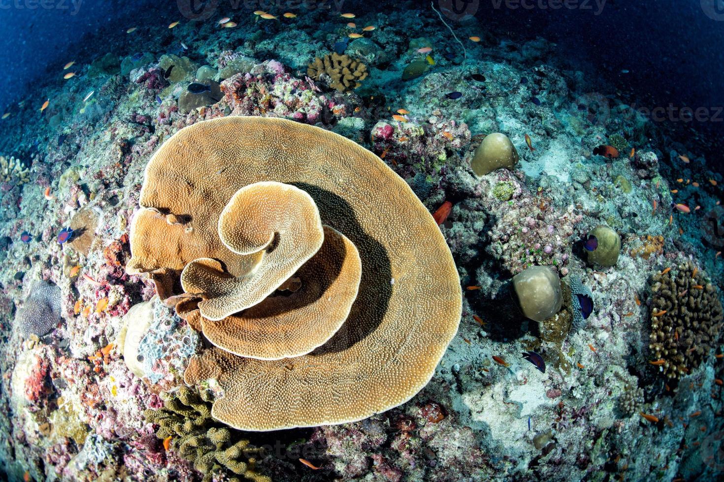 Maldiven koralen huis voor vissen onderwater- visie foto