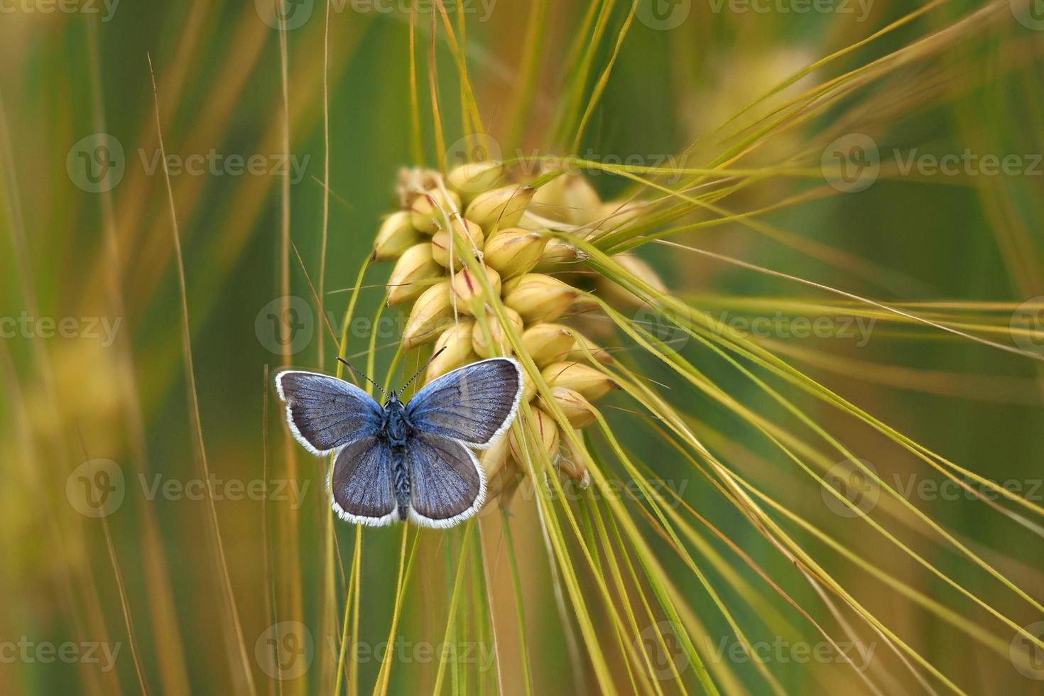 lycaenidae vlinder Aan tarwe piek foto