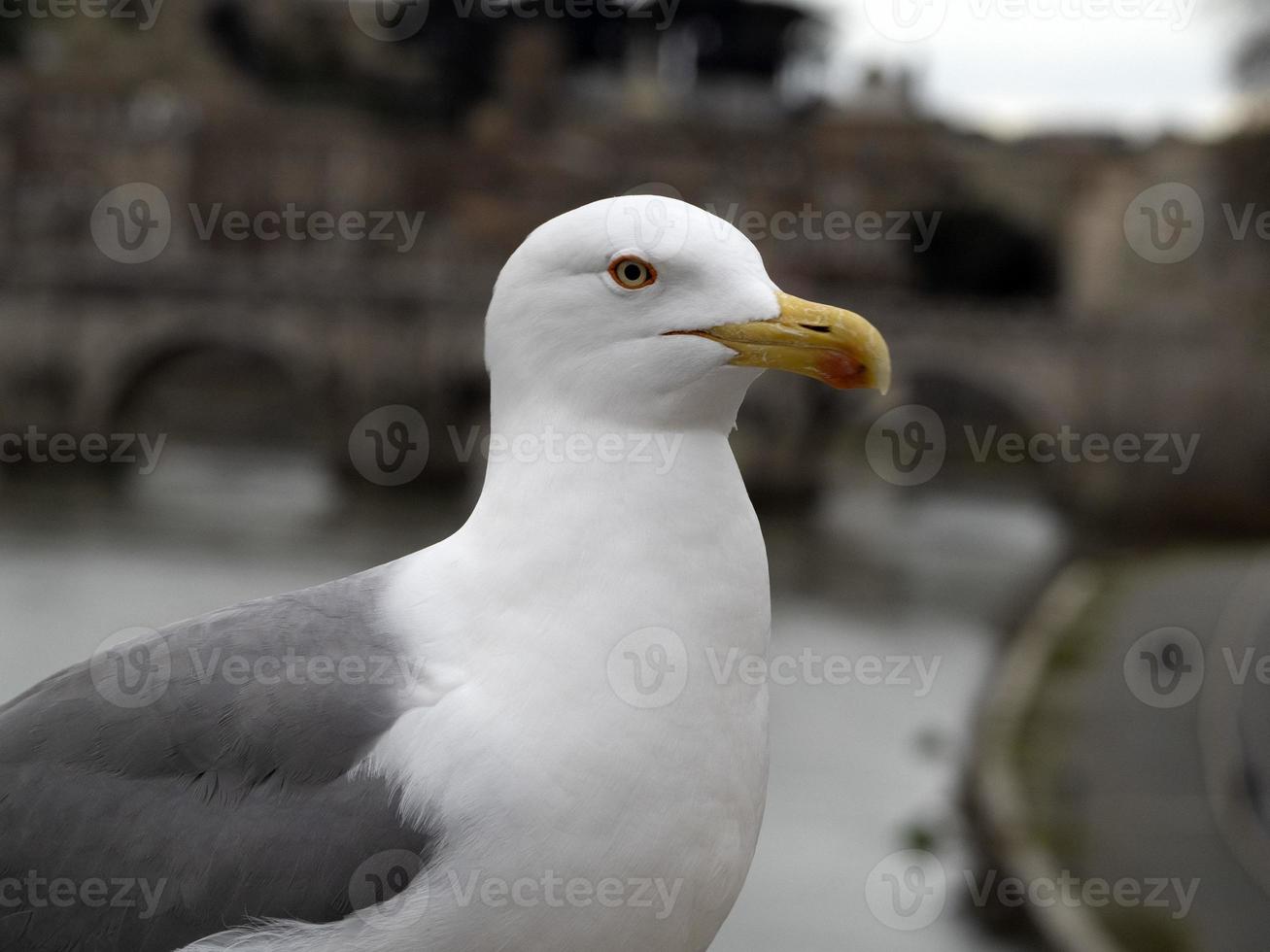 zeemeeuw in Rome dichtbij omhoog portret foto