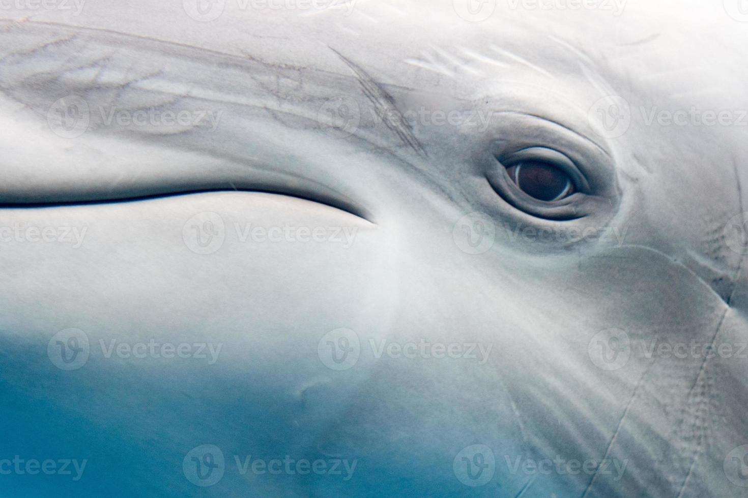 dolfijn glimlachen oog dichtbij omhoog portret detail foto