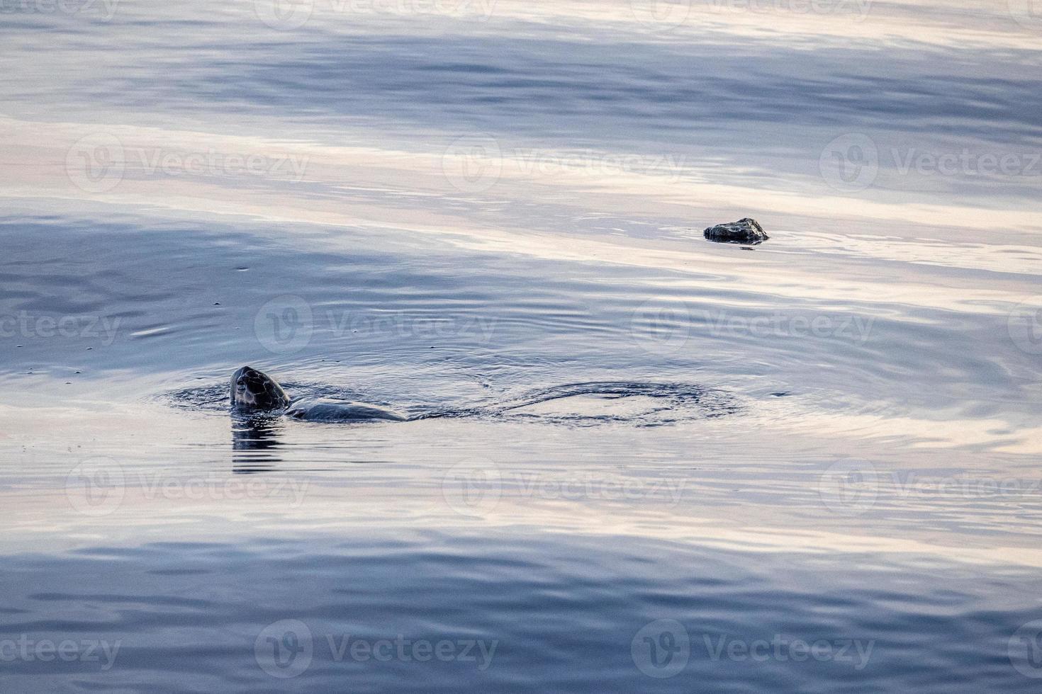 caretta schildpad in de buurt zee oppervlakte voor ademen foto