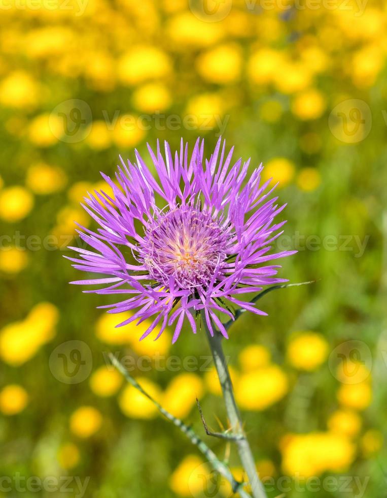 gemeenschappelijk distel fabriek foto