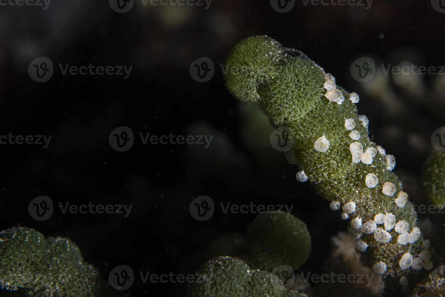 manteldieren Aan groen spons alg onderwater- terwijl duiken Maldiven foto