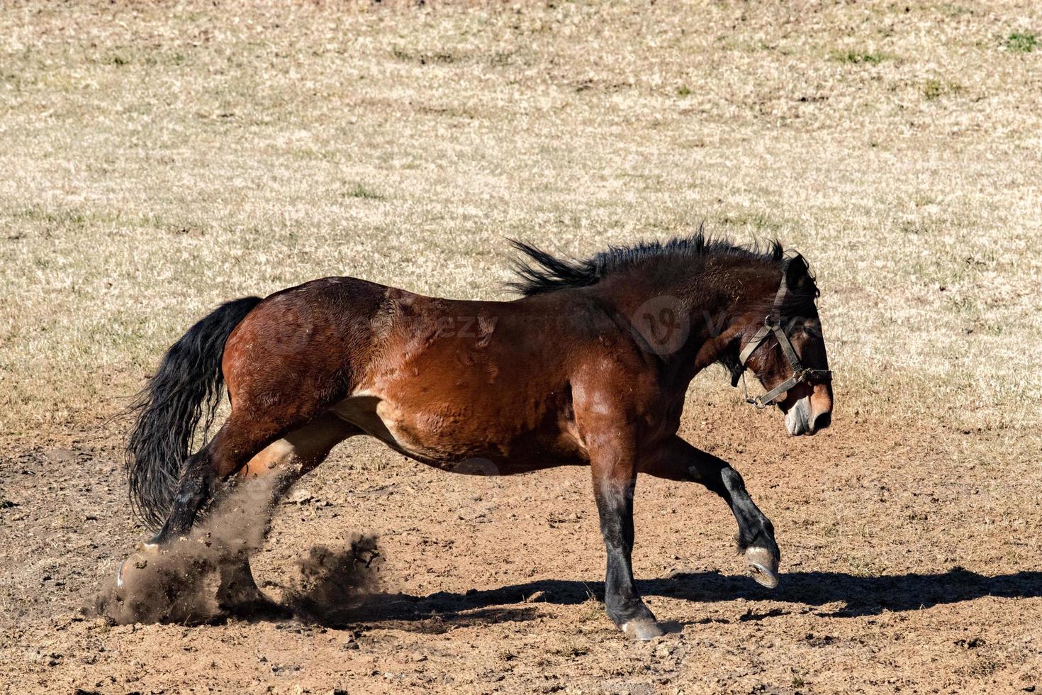 gelukkig paard rennen en schoppen foto