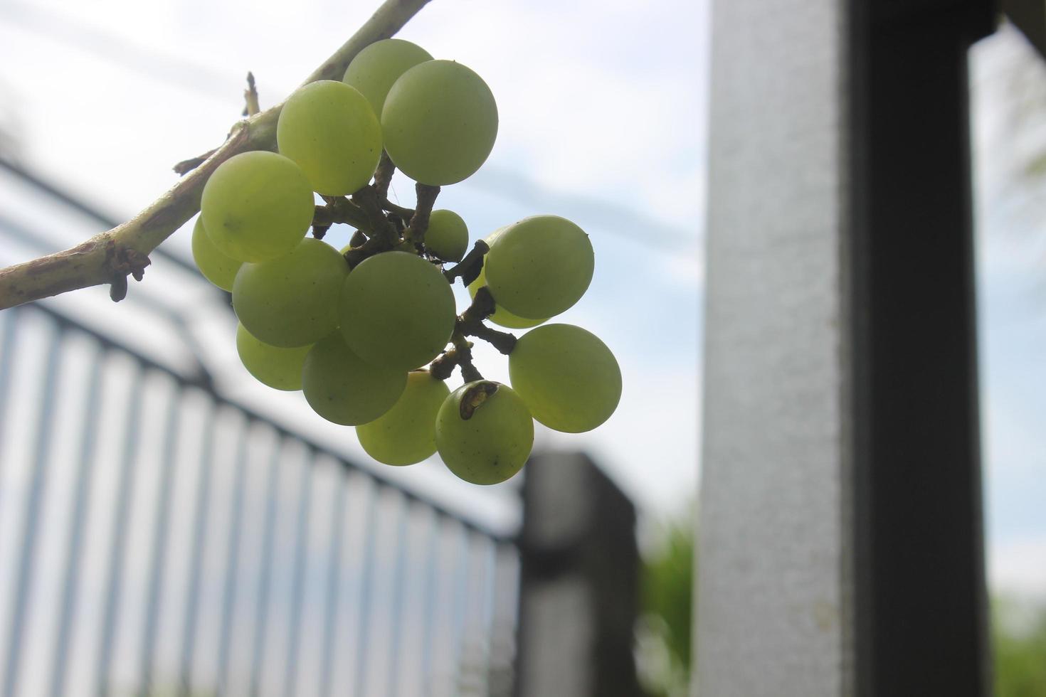 detailopname van groen druiven in tuin Aan wazig achtergrond. mooi zo voor Gezondheid omdat het bevat een veel van vitamines. gebruikt voor natuur achtergronden. foto