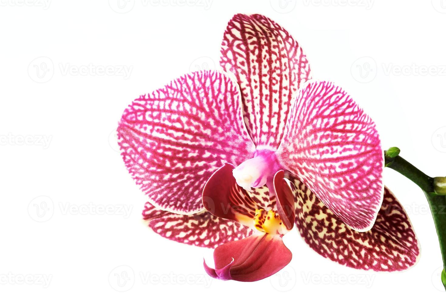 mooie orchideebloem foto