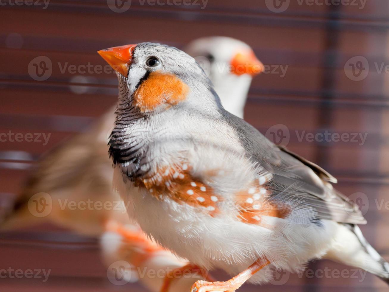 moordenaar vink vogel foto