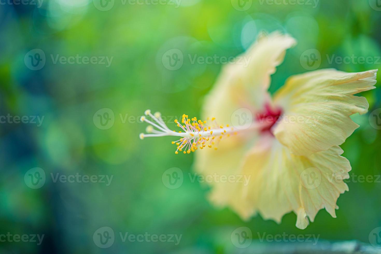 detailopname van hibiscus met wazig natuur achtergrond, artistiek natuurlijk detailopname bloemblaadjes. voorjaar zomer panoramisch exotisch bloemen spandoek. mooi detailopname ecologie natuur bloemen landschap. abstract panorama foto