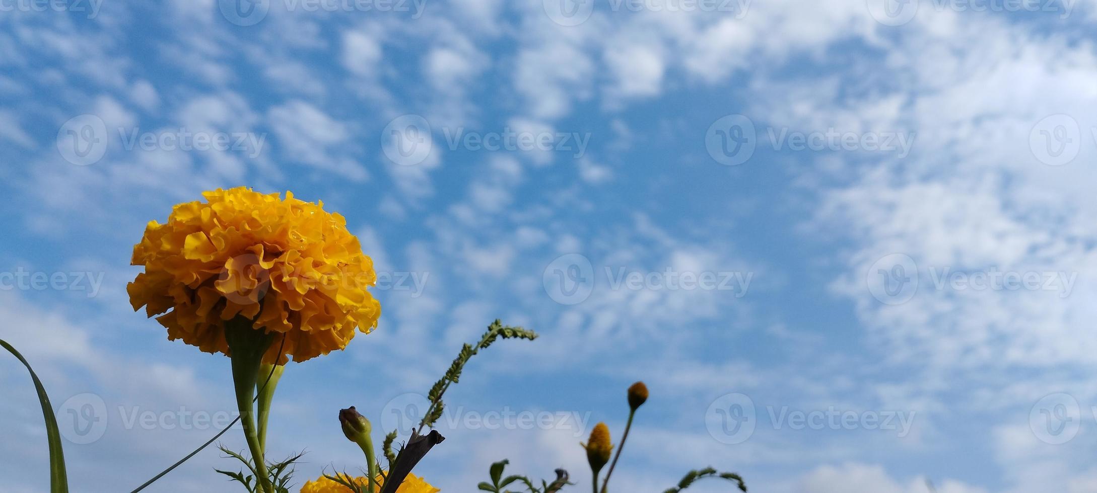 gumitir bloemen met wild gras planten met wit bloemen, blauw lucht achtergrond foto