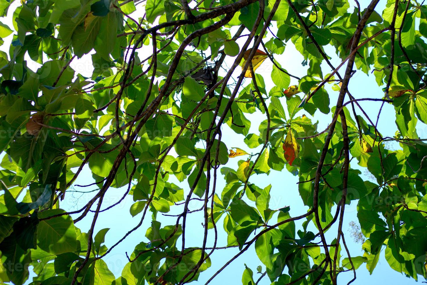 pohon jati of tektona grandis lf foto