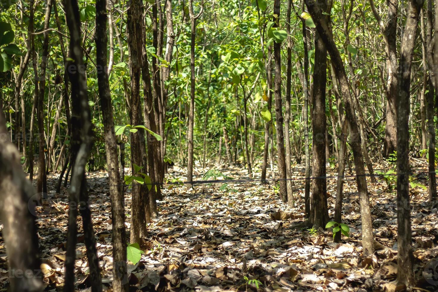 pohon jati of tektona grandis lf foto