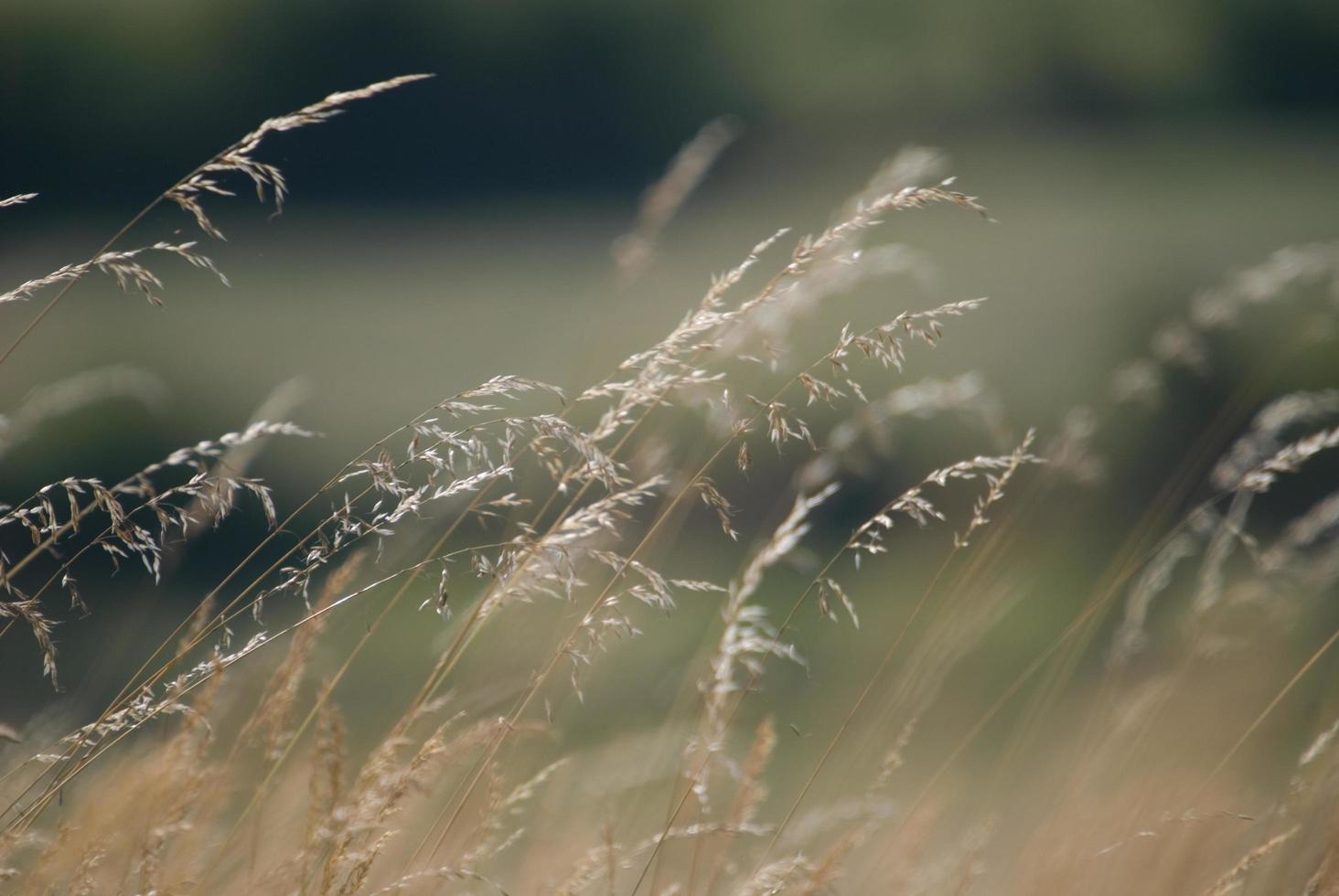 wind in gras foto