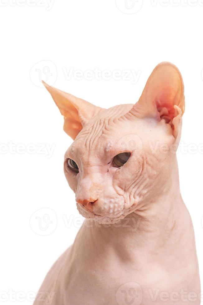 portret van een don sphynx kat Aan een wit achtergrond. kat geïsoleerd Aan wit. foto