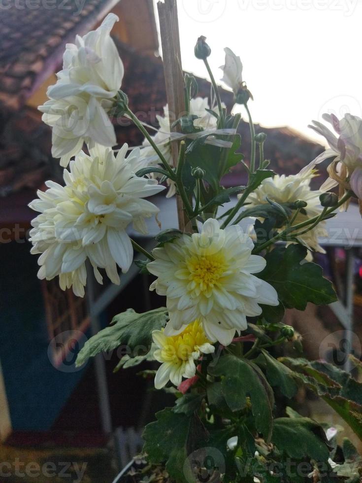 geel en wit bloemen in de tuin foto