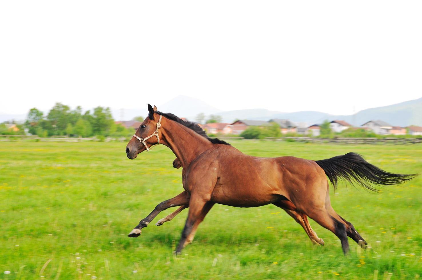 paard in veld foto