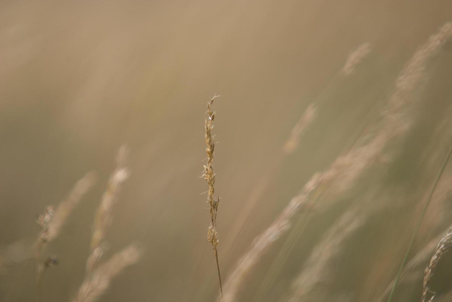 wind in gras foto